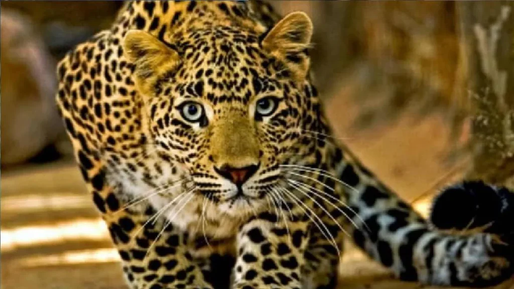 पहाड़ी इलाकों में का गुलदार आतंक