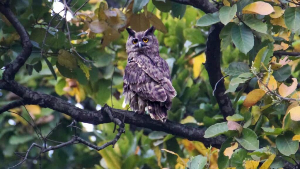 कॉर्बेट टाइगर रिजर्व