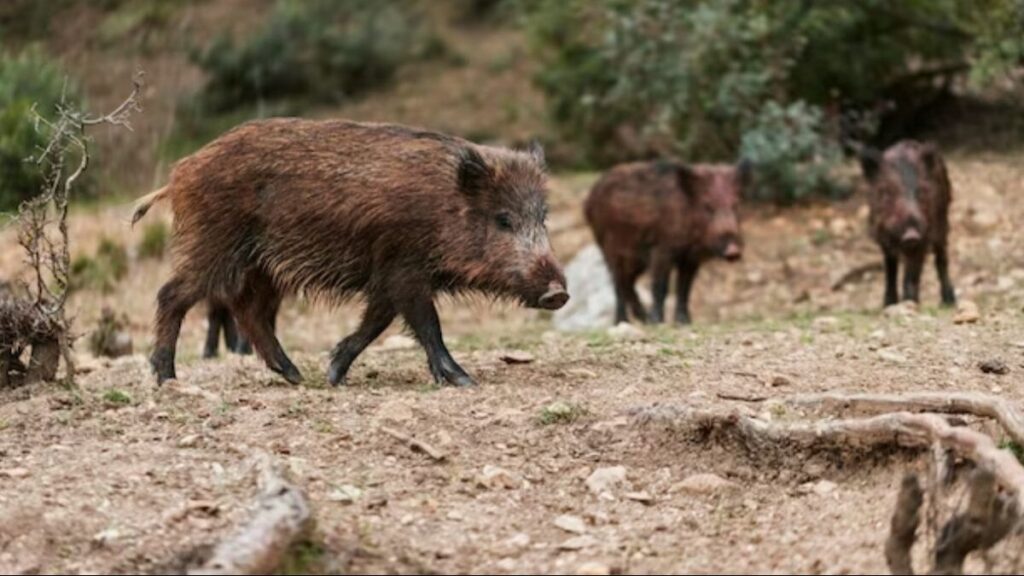उत्तराखंड में जंगली जानवरों से खेती संकट