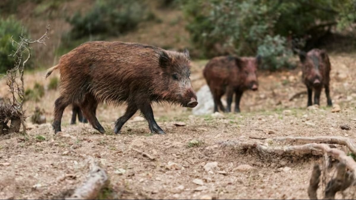 उत्तराखंड में जंगली जानवरों से खेती संकट